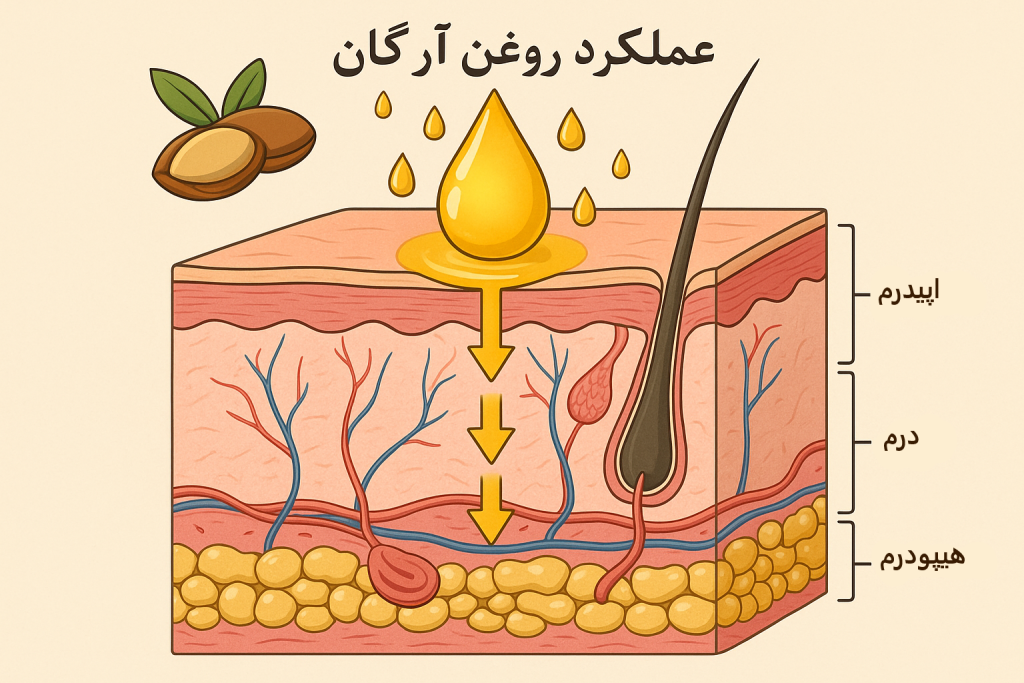 خواص روغن آرگان چیست؟